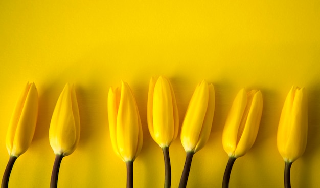 Photo yellow fresh spring tulips