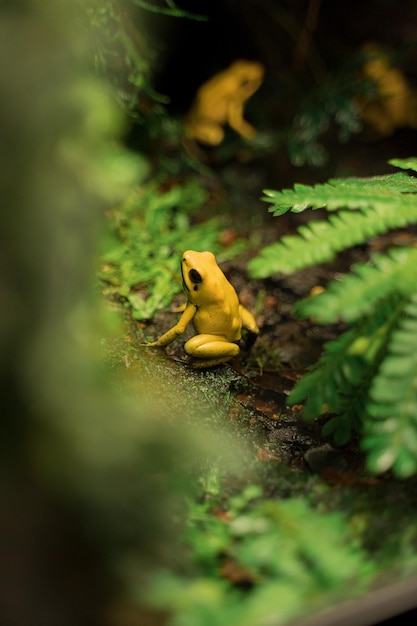 写真 森の中の黄色いカエル