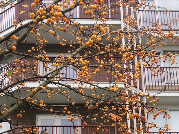 Фото Желтые фрукты, висящие на ветвях здания