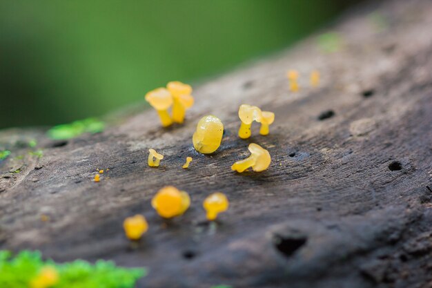 Yellow fungus on dry wood in the forest