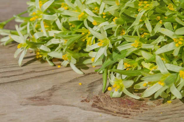 Photo yellow gagea lutea flower blossom yellow star of bethlehem