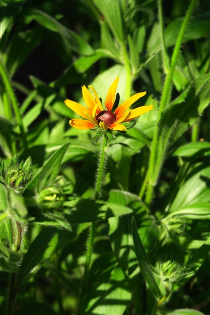 yellow garden chamomile grows on a background of green leaves in the garden