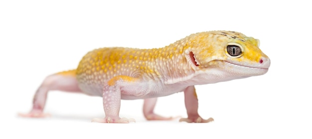 Yellow gecko standing isolated on white