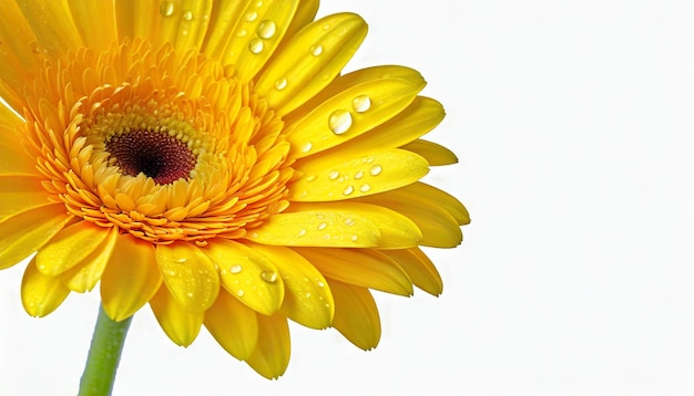 Yellow Gerber Daisy Water Droplet