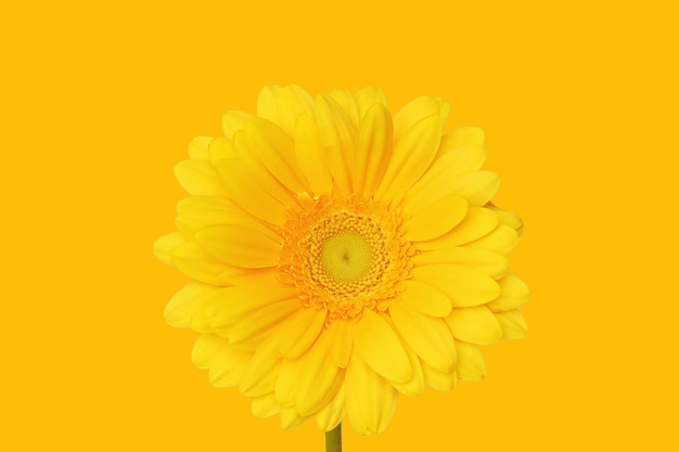 写真 黄色の背景に黄色のガーベラの花