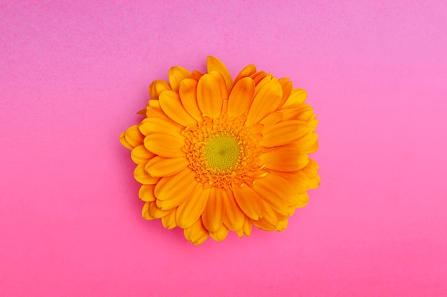 Yellow gerbera flower on a pink background