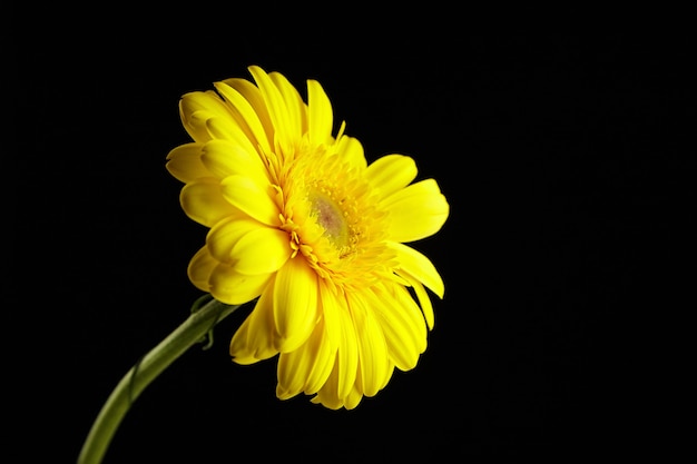 Yellow gerbera flower