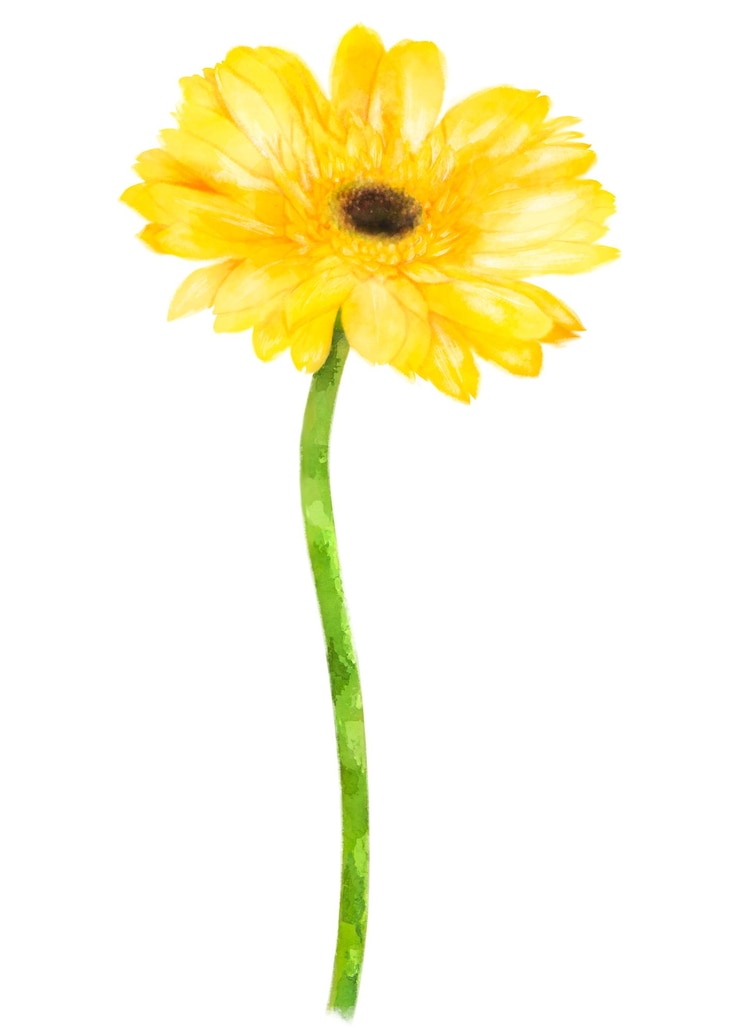Photo イエロー・ガーベラ (gerbera) 水彩画花のコラージュ透明な背景