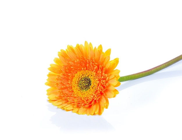 Yellow Gerbera, Transvaal daisy or Barberton daisy flower