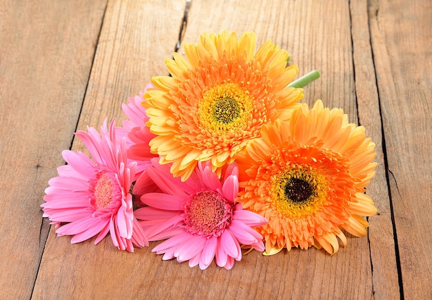 사진 노란 gerbera, transvaal 데이지 또는 barberton 데이지 꽃