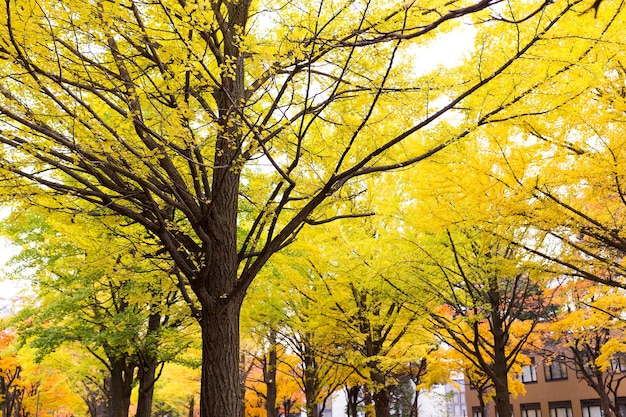 Yellow gingko tree