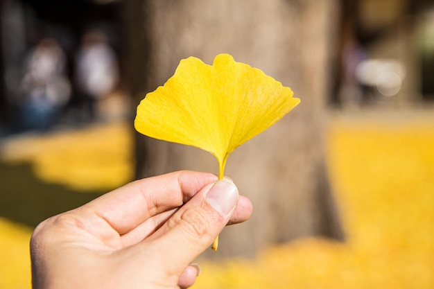 Yellow Ginkgo Biloba Leaf golden color in autumn fall season