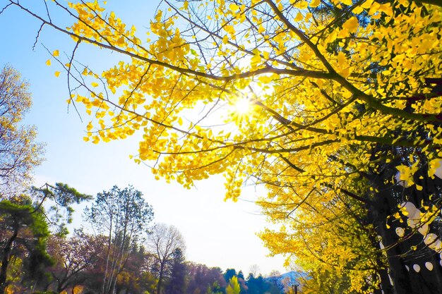 Photo yellow ginkgo biloba leaves tree in autumn on blue sky nature backgroundxa