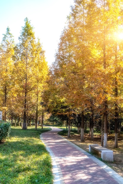 Jinqiu 공원의 노란 은행나무 숲