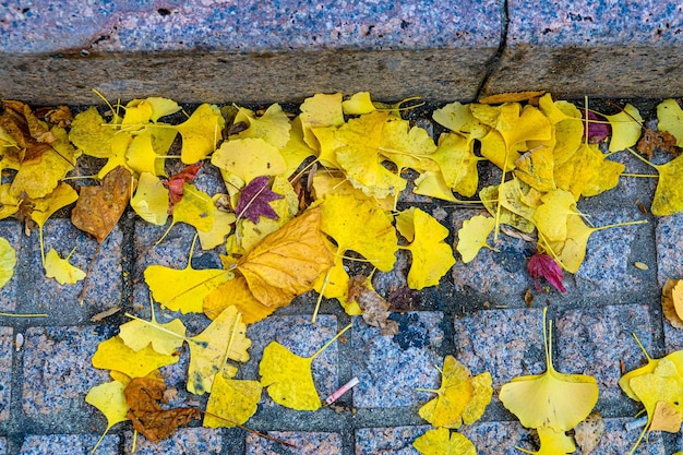 Yellow ginkgo leaves in autumn at seoul south korea