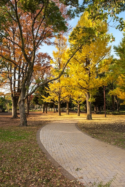 Yellow ginkgo trees in Yoyogi public park, Tokyo, Japan.