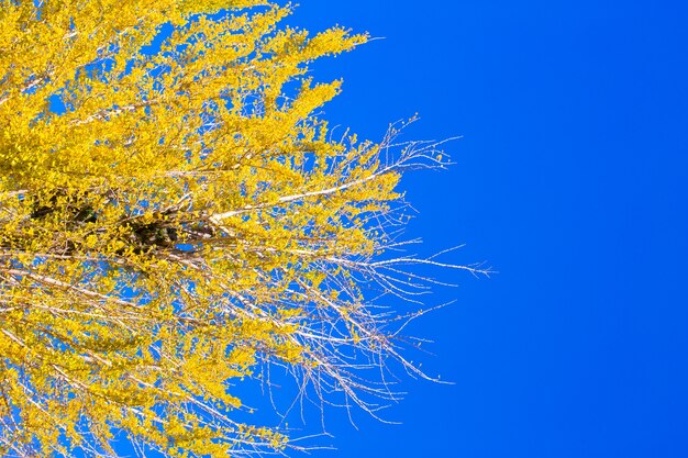 Yellow Ginko tree with blue sky in Japan.