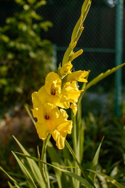 Yellow gladiolus in the park. Gladiolus