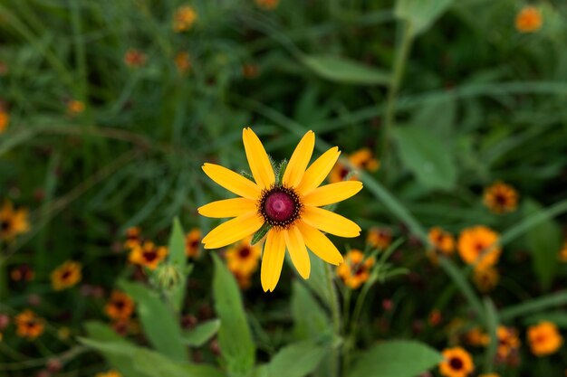 Foto gladiolo giallo visto da vicino nel giardino