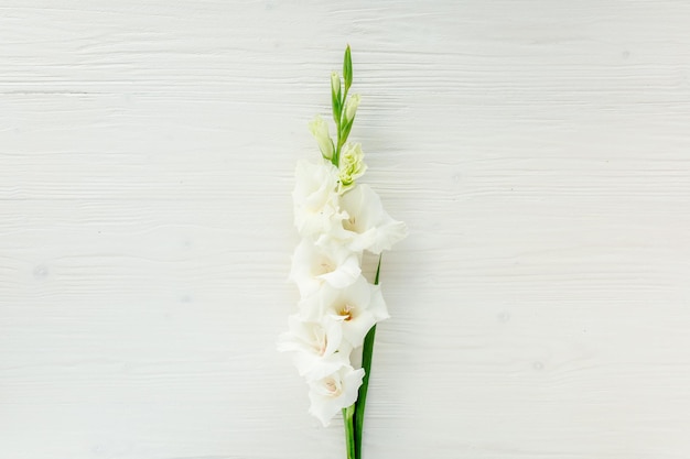 Yellow gladioluses on wooden white background floral pattern of gladioli holiday greeting card flat