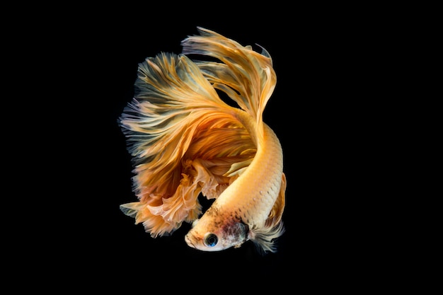 Yellow gold betta fish, siamese fighting fish on black background