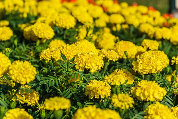 Yellow Gold Flower, Marigold 