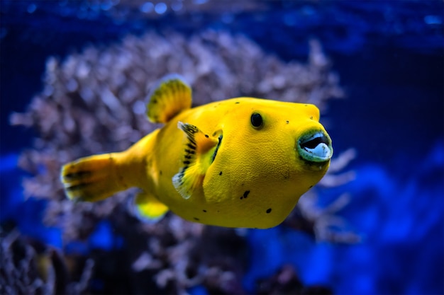 Photo yellow golden puffer guineafowl puffer fish underwater