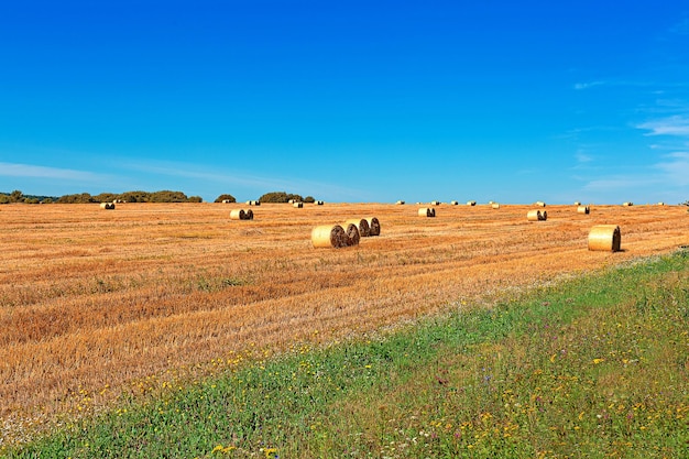 Yellow golden straw bales of hay in the field