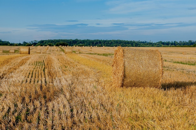 Yellow golden straw bales of hay in the stubble field, agricultural field under a blue sky with clouds