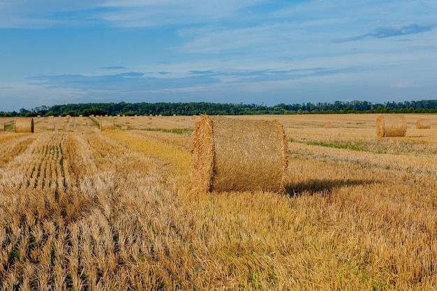 Yellow golden straw bales of hay in the stubble field, agricultural field under