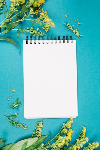 Yellow goldenrods or solidago gigantea flowers near the blank white spiral notepad on blue backdrop