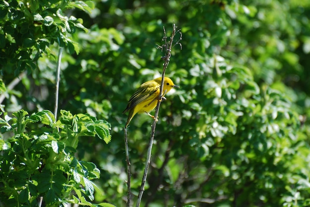 Cardellino giallo in piedi su un ramo di albero.