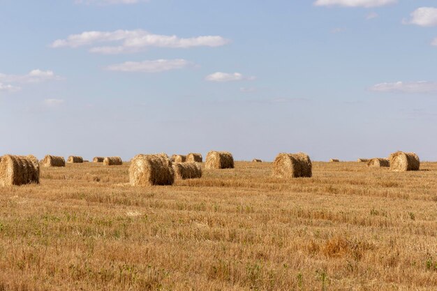 Yellow grain ready for harvest growing in a farm field