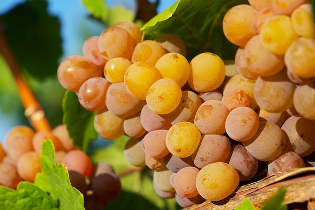 yellow grapes close-up in sunset rays