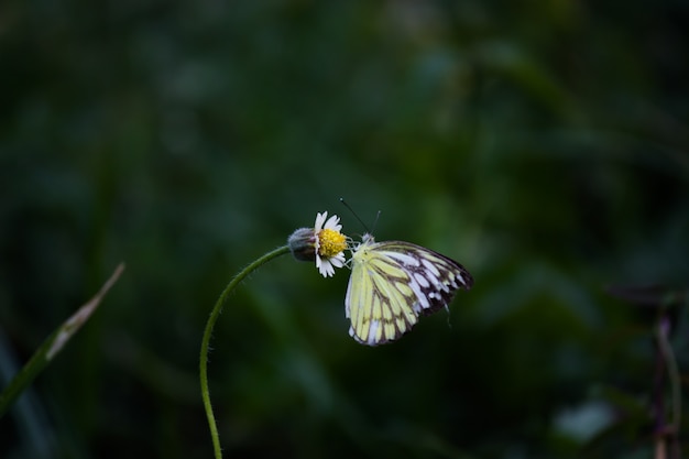 庭で春の間に花の植物で休んでいる黄色い草の蝶