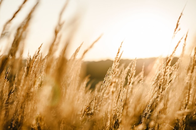 Yellow grass on the field in the sunlight at sunset. Stunning meadow sunrise with bokeh light.