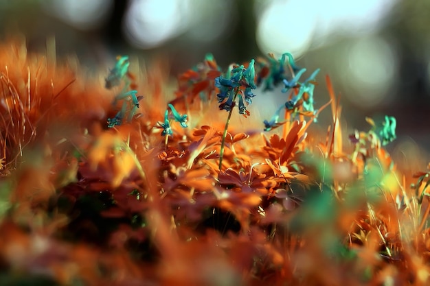 yellow grass leaves top view wild field Indian summer / landscape autumn view on nature