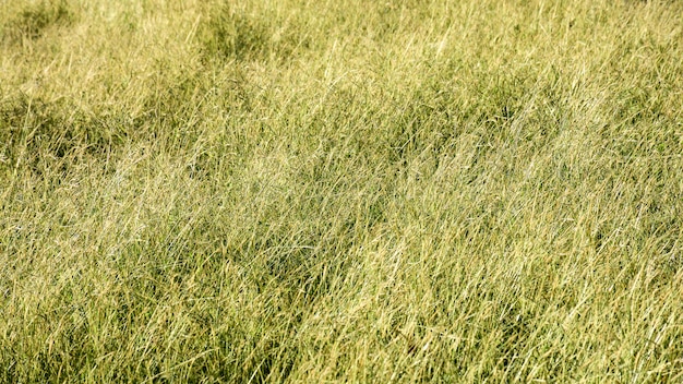 Yellow grass in winter 