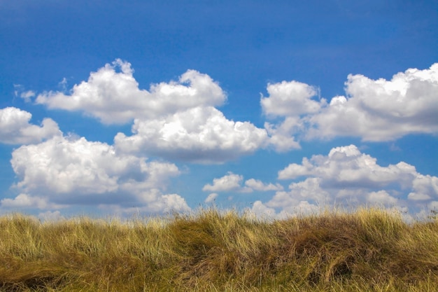 Yellow grass with blue sky