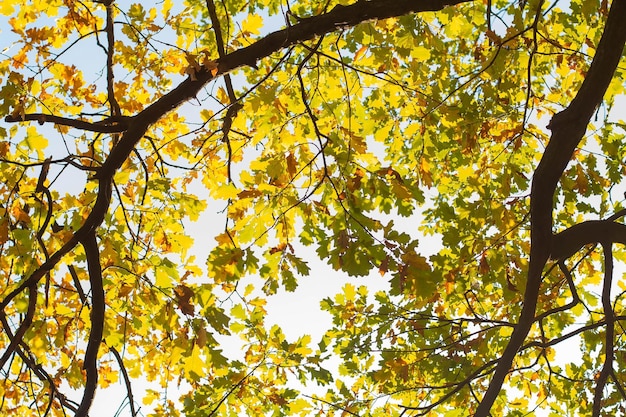 Yellow and green autumn oak leaves against a blue sky