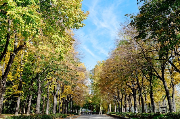 都市公園の黄緑の紅葉と青空