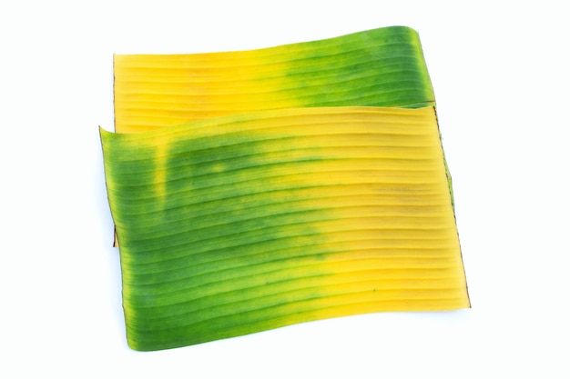 Yellow green banana leaves on white background