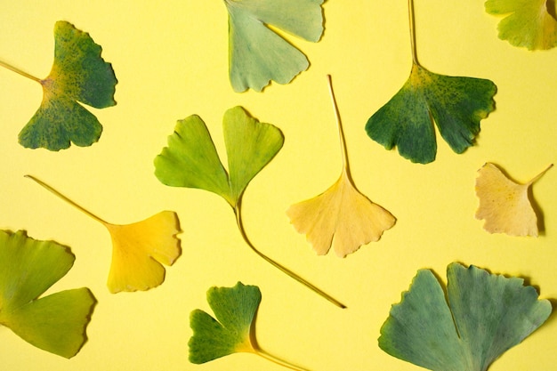 Photo yellow and green fallen leaves of ginkgo biloba on a yellow background. seasonal background and texture. top view, flat lay