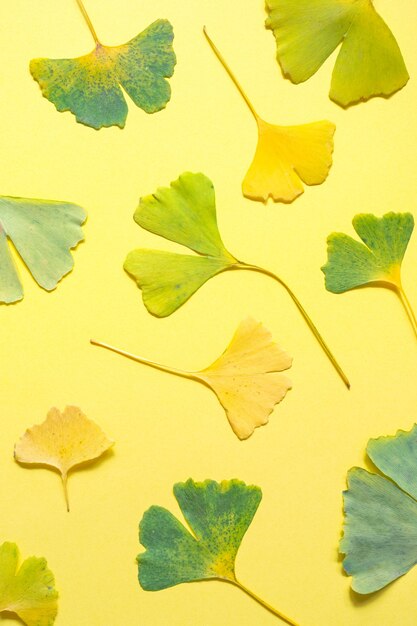 Foto foglie cadute gialle e verdi di ginkgo biloba su sfondo giallo. verticale