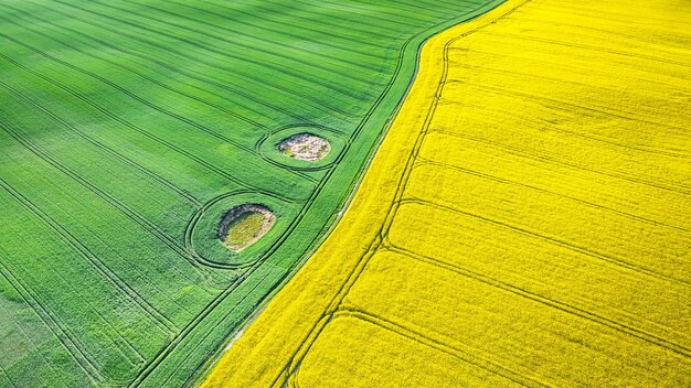 Yellow and green field at spring in countryside