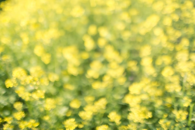 Yellow green floral bokeh background, lens blur