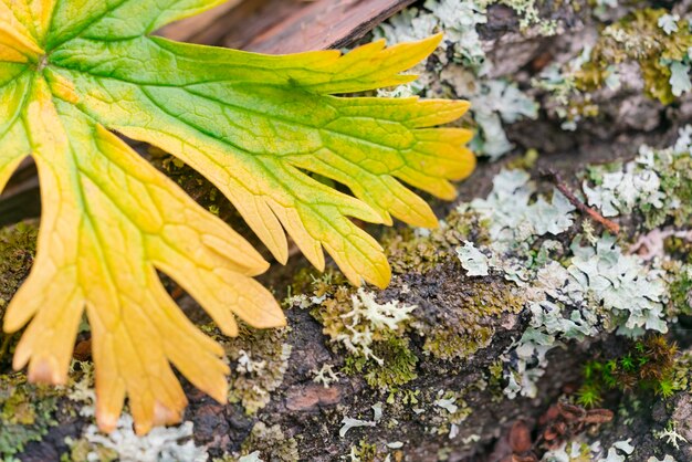 苔のある丸太の黄色と緑の葉