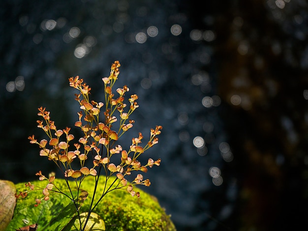 Foglia gialla e verde in acqua con la luce del sole del bokeh