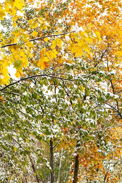 Yellow and green leaves under first snow in autumn