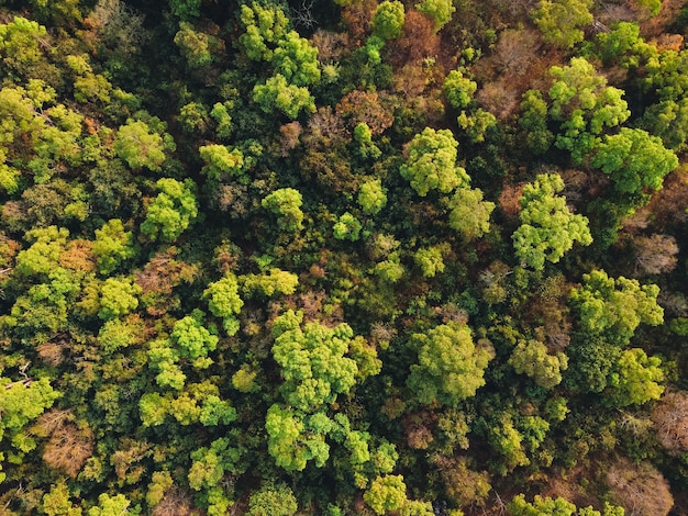 Yellow and green leaves, summer in the tropical forest